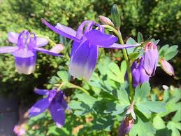 5月の庭に咲く花 グリーンフォレスト 歳時日記