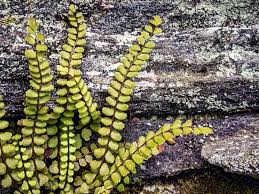 Image result for Asplenium sandersonii
