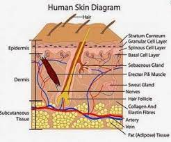 Skin Care Tip Guide How Does Collagen And Elastin Work Subcutaneous Tissue Skin Structure Epidermis