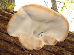 Image result for Ischnoderma resinosum