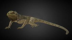 Iguana Rigged Low Poly By Cordy Low Poly 3d Models Low Poly 3d Low Poly