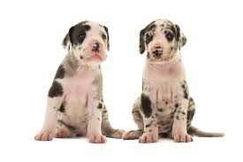 This article provides information about great danes puppies, bloat, food and eating habits. Green Shamrock Puppy Born In Litter Of Great Danes