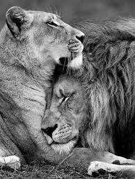 Baby Black And White Lion Pictures 42 Super Ideas For Tattoo Lion Black And White Big Cats Lion Love Lion Family Animals