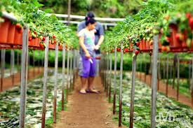 The cameron highlands is a district in pahang, malaysia, occupying an area of 712.18 square kilometres (274.97 sq mi). Big Red Strawberry Farm Cameron Highlands Malaysia Worldwide Destination Photography Insights