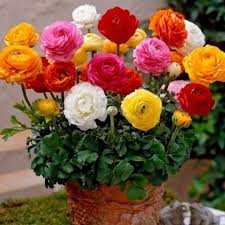 Gloxinia Seeds Sinningia Speciosa 100pcs Pack Flower Seeds Bulb Flowers Buttercup Flower