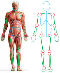 But, above all, these muscles are of great physiological importance. Female Muscle Drawing Reference
