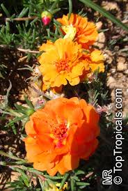 Piantine di portulaca online / pianta portulaca : Portulaca Grandiflora Moss Rose Perslane Purslane Toptropicals Com