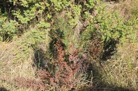 Image result for Cheilanthes quadripinnata