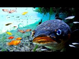 Ritorno Al Fiume Con I Pesci Tropicali Guppy Platy E Channa Youtube