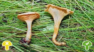 Pin Auf Pilze