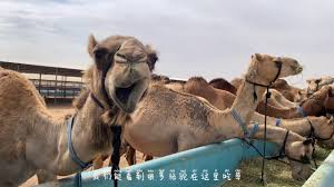 Enjoy camel racing in dubai. Royal Camel Racing Is Now Opening Located At Camelicious Dubai Al Ain Road Youtube