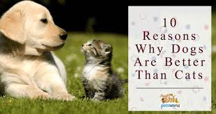 10 Reasons Why Dogs Are Better Than Cats Cute Pets Cutepets Pet Babblepets Hunde Katzen Haushund