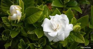 A beautiful specimen with upright branches that are covered with glossy evergreen foliage. What Is A Good Soil For Gardenia Plants Soils For Gardenias