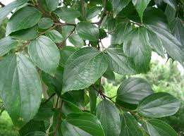 Image result for Celtis sinensis