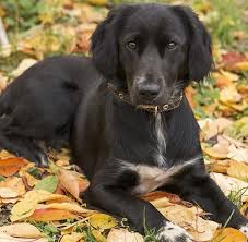 We did not find results for: 33 Labrador Mixed Breeds Lovable Lab Mixes With Lifelong Loyalty