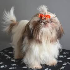 Seattle humane is a 501(c)3 organization. Imperial Shih Tzu Myth Or Reality Of Small Sized Shih Tzu Dogs