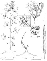 Image result for Cleome rutidosperma