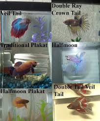 Betta Care Sheet Betta Fish Types Betta Betta Fish