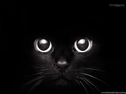 But you don't often see a black background. Magic Eyes Cat Feline Kitten Eye Pet Black Sweet Org Cats Full Hd Desktop Background