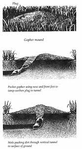 Need to know how to get rid of gophers? Pocket Gophers Vole Control