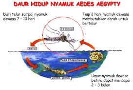 Daur Hidup Nyamuk Pengertian Cara Membasmi Lengkap Dengan Penjelasannya Weschool Id