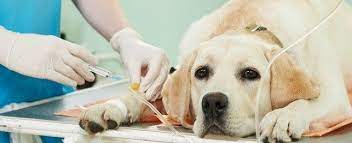 Chemotherapy Treatment Procedure For Dogs