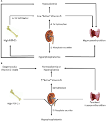 Frontiers Mineral And Bone Disorders After Kidney Transplantation Medicine