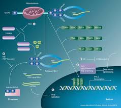 Innate Immune Evasion Strategies Of Influenza Viruses Future Microbiology