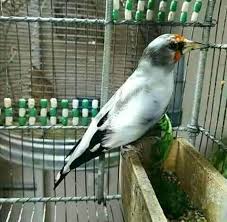 La Star Du Chant D Oiseaux نجم الطيور المغردة Le Chardonneret Le Plus Beau Oiseau الحسون أجمل طير ماشاء الله Https Goldfinch Animals Birds