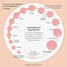 Maybe you would like to learn more about one of these? How To Increase Your Egg Health In 90 Days Natural Fertility Info Com Natural Fertility Info Com