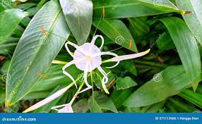 Image result for Chlorophytum amplexicaule