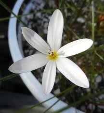 Image result for Romulea camerooniana