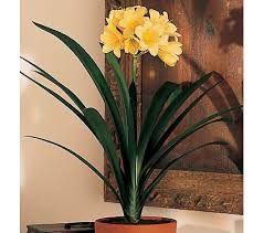 Image result for Clivia miniata
