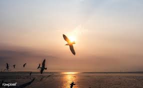 Birds Flying In The Sky Sunset Flock Of Seagulls Flying In The Sky Free Image By Rawpixel Com Teddy Rawpixel Seagulls Flying Pastel Sky Seagull