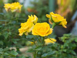 Pokok boleh kena hujan dan panas. Rose Plant Anak Pokok Bunga Ros Kampung Live Plant Any Types Of Color Randomly Picked Lazada