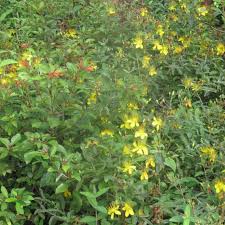 Image result for Nidorella resedifolia