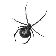 Massachusetts are their any there??? False Black Widow Identifiaction Control Removal Seattle Wa