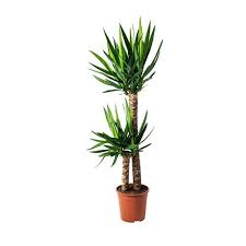 Yucca Elephantipes Pflanze Palmlilie 2 Stamme 24 Cm Ikea Schweiz Yucca Plant Easy Care Plants Plants