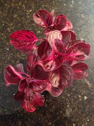 Image result for Iresine herbstii