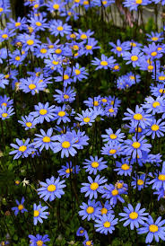 A native texas plant, it grows with long, narrow clusters of leaves. Felicia Aethiopica Tight Tidy Flowers Photography Flowers Nature Flower Aesthetic