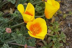 Image result for Eschscholzia