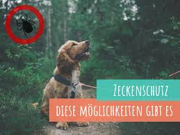 The world health organization recommend not to use ivermectin in patients with. Zeckenschutz Welche Moglichkeiten Gibt Es Fur Deinen Hund Vet Dogs