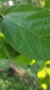 Image result for Ficus exasperata