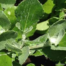 Image result for Chrysanthemoides monilifera