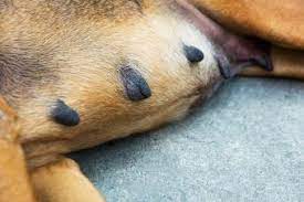 They usually look pinker and more flushed than normal during the pregnancy term. First 5 Signs Of Dog Pregnancy Lovetoknow