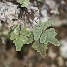 Image result for Aleuritopteris