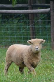 Babydoll Southdown Lamb In 2020 Cute Sheep Animals Wild Animals