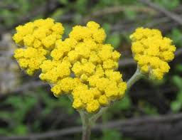 Image result for Helichrysum nitens
