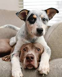 Harlowandfosters Aussie Cattle Dog Dog Lovers My Animal
