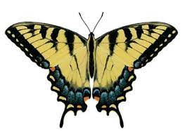 Eastern Tiger Swallowtail Butterfly Decal Swallowtail Butterfly Butterfly Decal Swallowtail